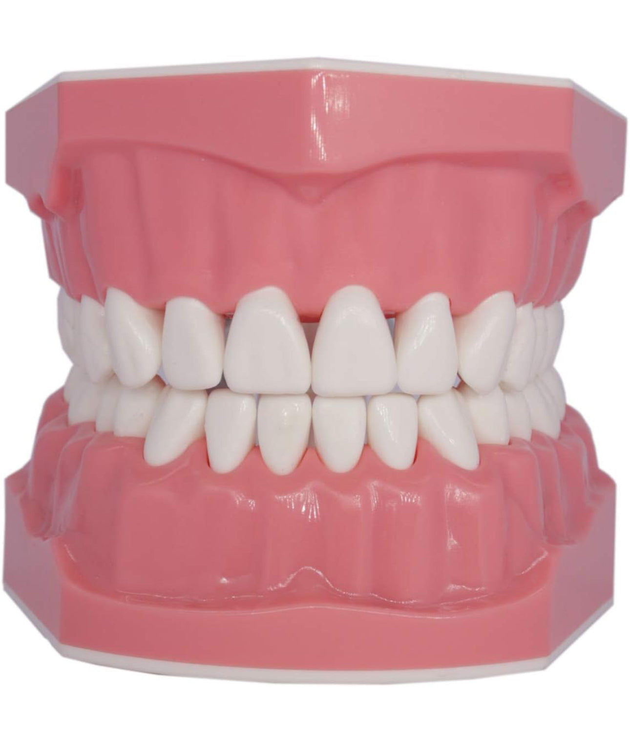 Teeth Model