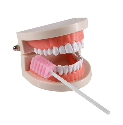 Teeth Model
