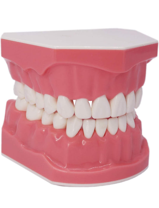 Teeth Model