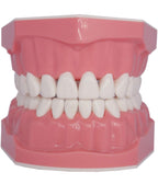 Teeth Model